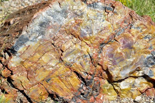 a piece of of heavily mineralized petrified wood on the Giant Logs Trail